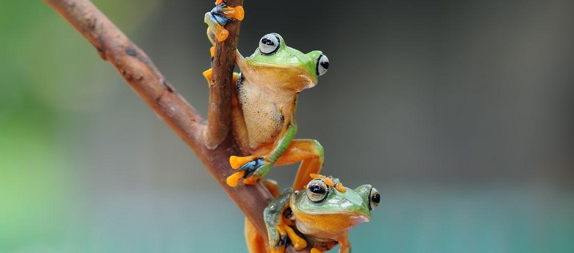 Frogs On His Head! #quickthought