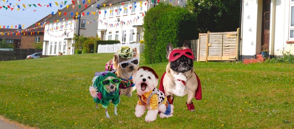 Purim - Who Let the Dogs Out?