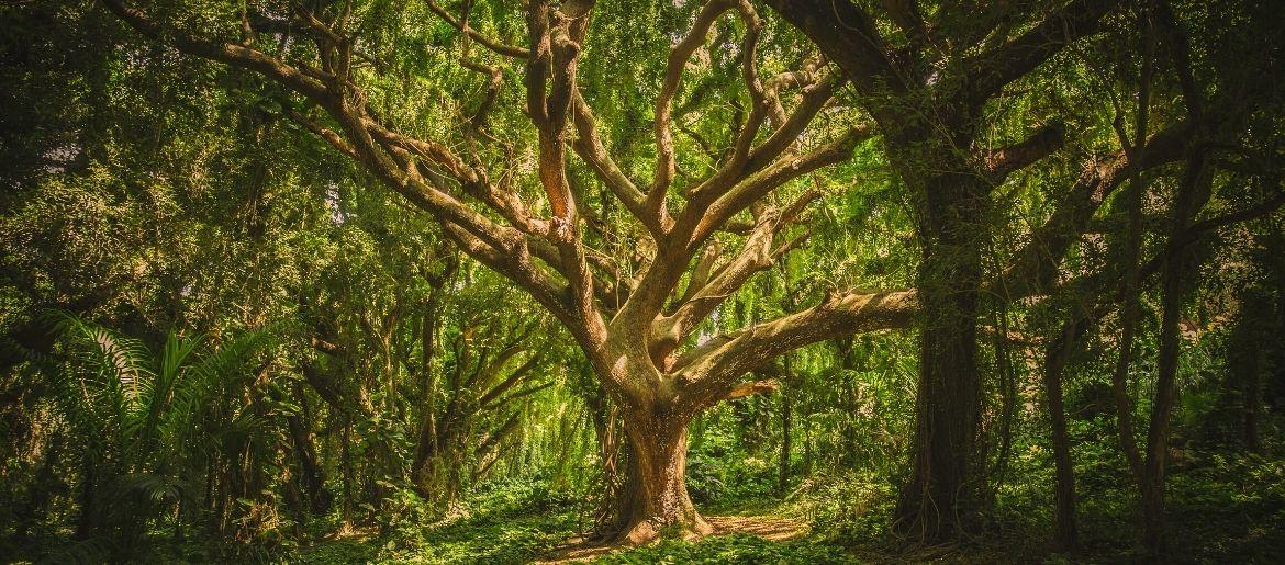The Strange Festival of Trees