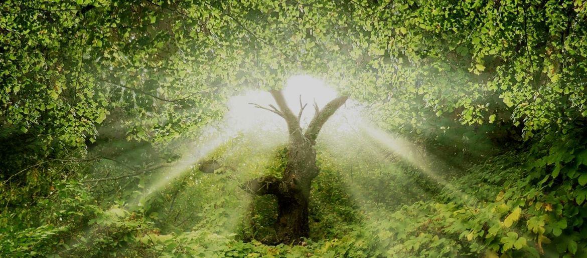 Return to Eden